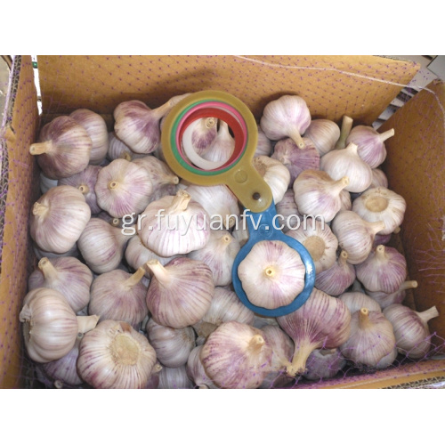Κανονικό λευκό σκόρδο 5,5 εκατοστά από jinxiang